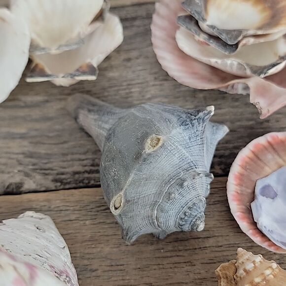 Natural Seashell and Coral Collection 10 shells & clam shells - Picture 10 of 13